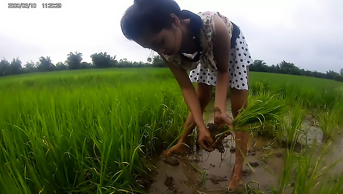 Garota Amadora Asiática No Campo De Arroz